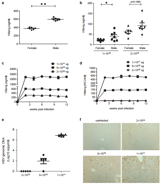 肝脏用什么仪器检查AAV在肝脏中的应用_https://www.jmylbn.com_新闻资讯_第2张