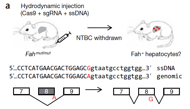 肝脏用什么仪器检查AAV在肝脏中的应用_https://www.jmylbn.com_新闻资讯_第5张
